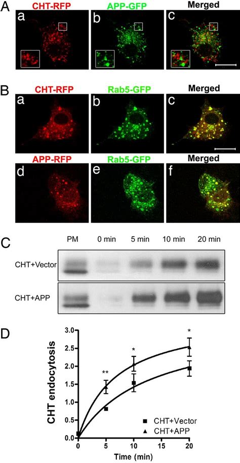 APP And CHT Localize To Rab5 Containing Endosomes And APP Affects CHT