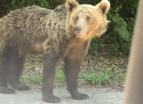 VIDEO Un gorjean s a filmat în timp ce chema un urs la el Martinel