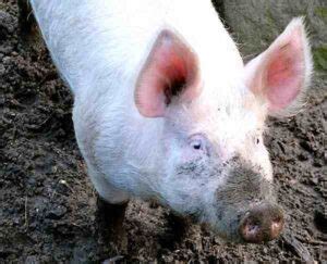 Pig Farming: Business Plan For Beginners