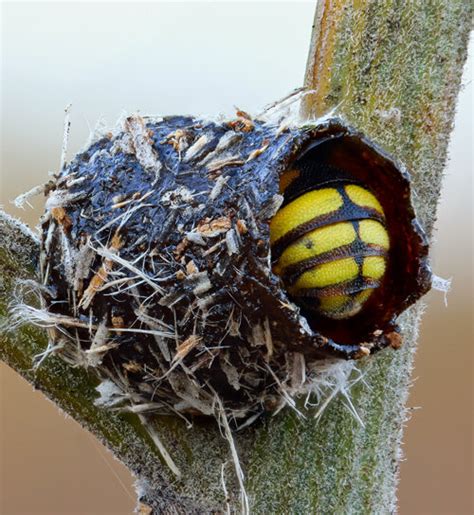 Bee Nesting — Museum Of The Earth