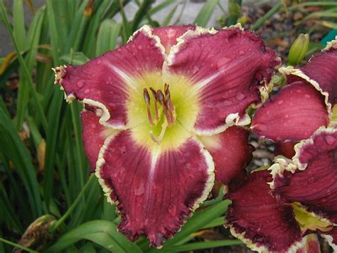 Daylily Hemerocallis Let Not Your Heart Be Troubled In The