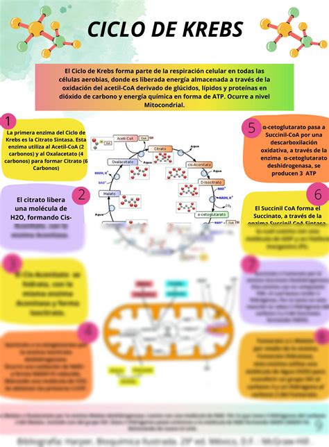 Solution Infograf A Ciclo De Krebs Studypool