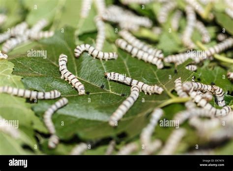 Silk Worm Eating Mulberry Green Leaf Stock Photo Alamy