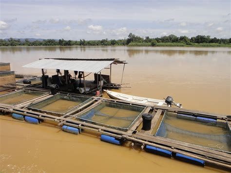 Penternakan Ikan Patin Myagri My