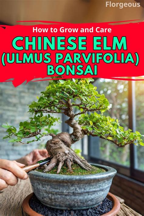 Elm Bonsai Artofit