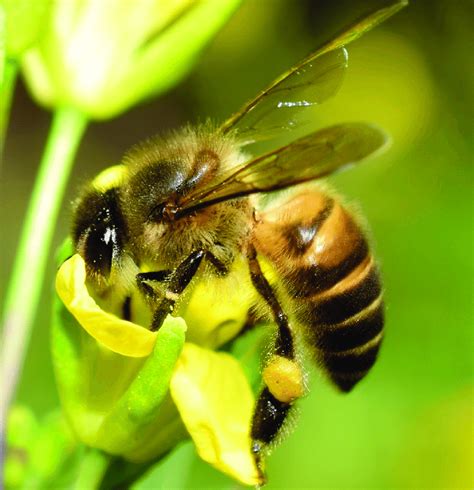 Nectar Bee