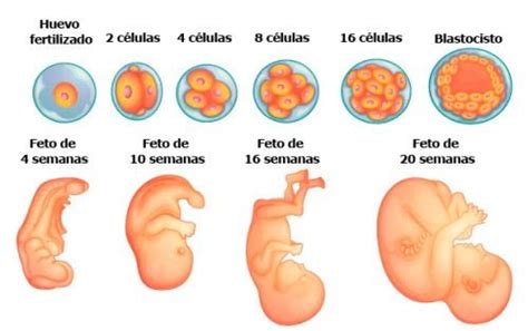 Tipos De Reproduccin