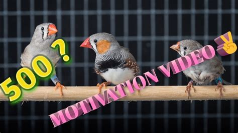 Finches Birds Motivation Story Motivation Business Idea ️ Trending