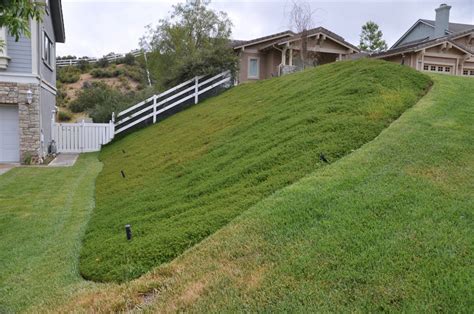 Hillside Ground Cover