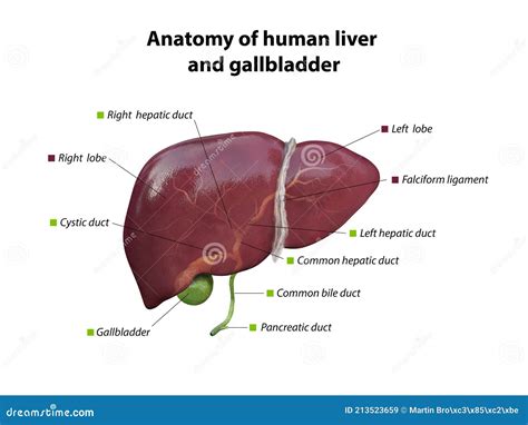 Liver And Gallbladder Anatomy Structure Hepatic System Organ Human