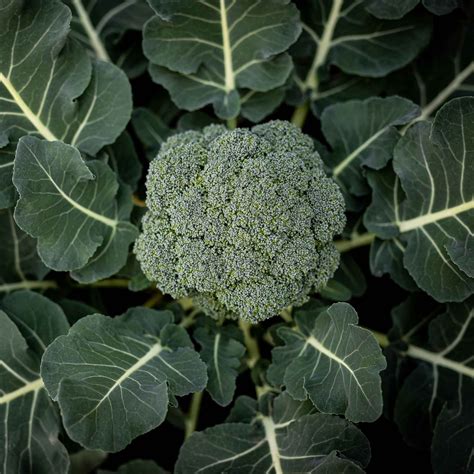 Beet Seeds - Early Wonder | Vegetable Seeds in Packets & Bulk | Eden