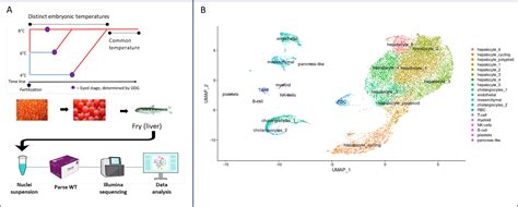 Single Nuclei Transcriptomics Highlights The Lasting Impact Of Embryonic Temperature On Atlantic