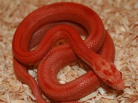 Fire Corn Snake