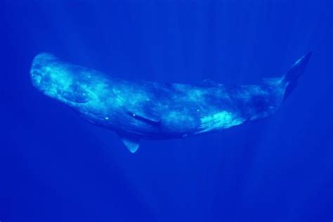 🔥 Sperm Whale World S Largest Predator And World S Largest Brain 5x Larger Than Human S R