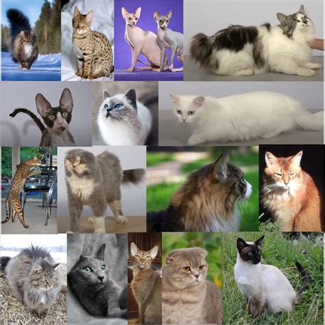 Races de chats classement complet en 2022 Animal Futé