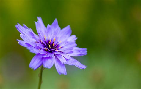 Purple Blue Flower Free Stock Photo Public Domain Pictures