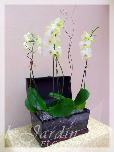 Triple Stem Orchid Plant Arrangements by Le Jardin Florist