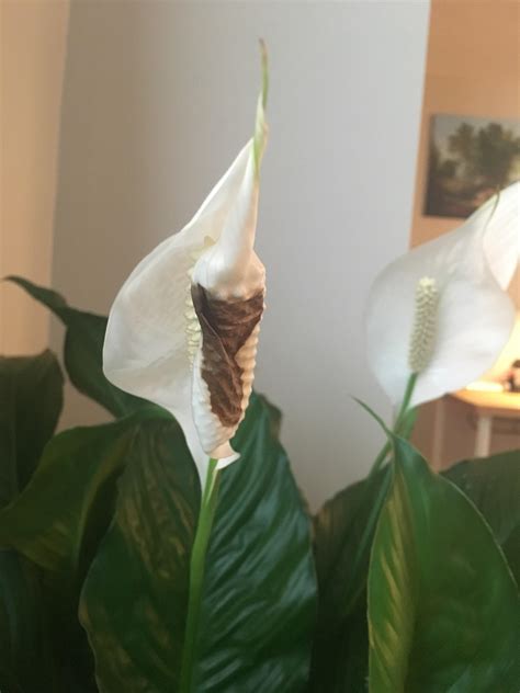 Brown Spot On Peace Lily Is It From Overwatering Indoorgarden