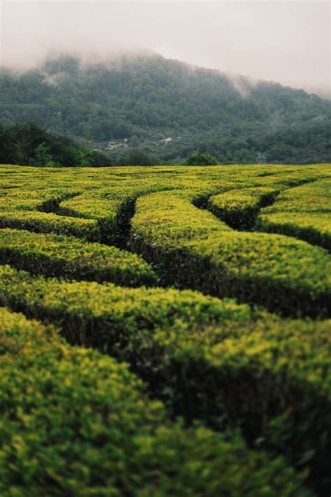 Чайные плантации. Чай. Природа. Tea plantations. Tea. Nature. | Природа ...