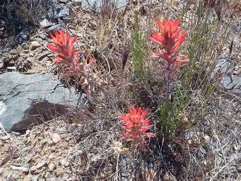 Paintbrushes Genus Castilleja Rich Kahl Flickr