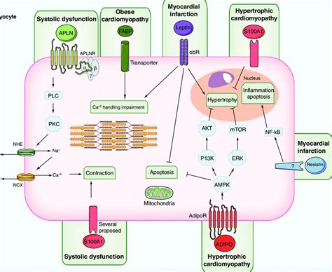 Adipokine Pathways And Effects On A Endothelial Cells B Vascular