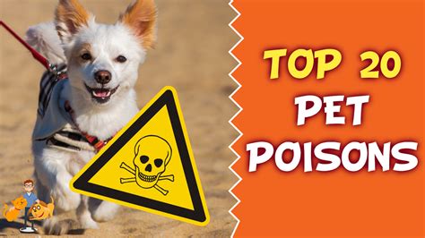 Top 20 Deadly Pet Poisons Every Owner Must Know About — Our Pets Health