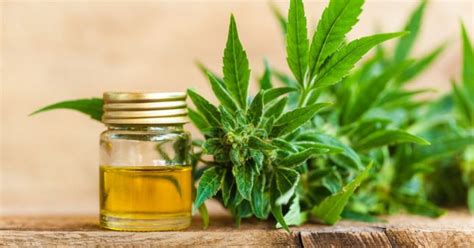 Bienfaits et utilisation découvrez tous les secrets du CBD