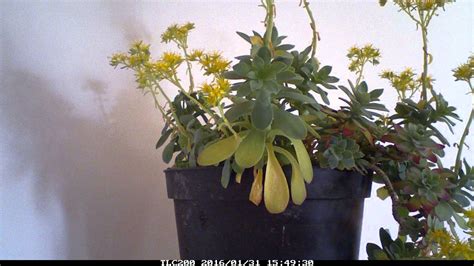 Timelapse Plante Grasse Fleurit Et Perd Ses Feuilles Youtube