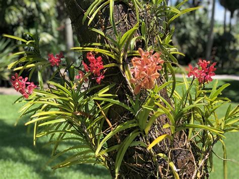 Orchids In Bloom Fairchild Tropical Botanic Garden