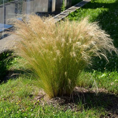 Care For Mexican Feather Grass Back Gardener