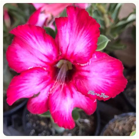 Curtidas Coment Rios Flor La O Rosa Deserto