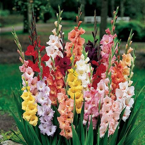 300 Summer Bulb Collection 7 Varieties Yougarden