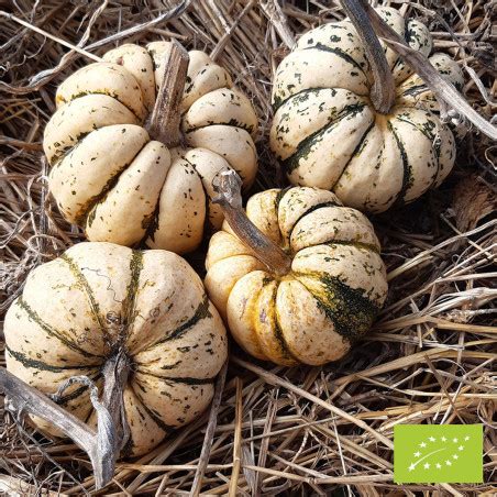 Graines Potag Res Courge Sweet Dumpling Patidou Bio La Bonne Graine