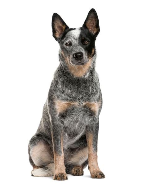 Australian Dog Breeds | The Smart Dog Guide