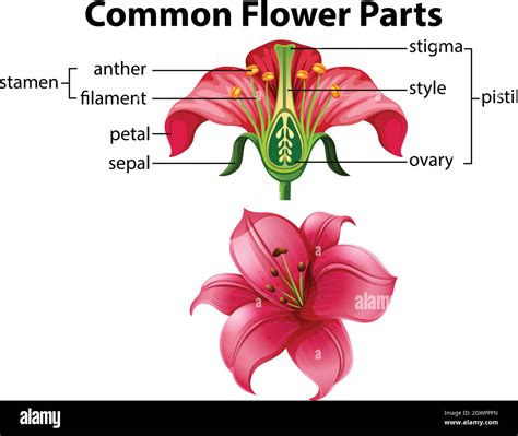 Flower Structure Diagram