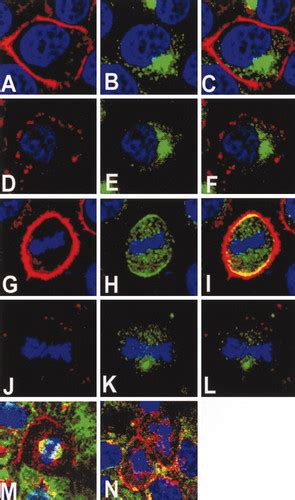 Subcellular Localization Of Lgn During Mitosis Evidence For Its