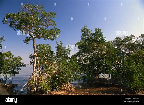 Mature Mangrove Trees Stock Photo Alamy