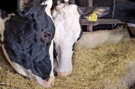 Portrait of Cows Feeding at Farm. Dairy Industry Stock Photo - Image of ...