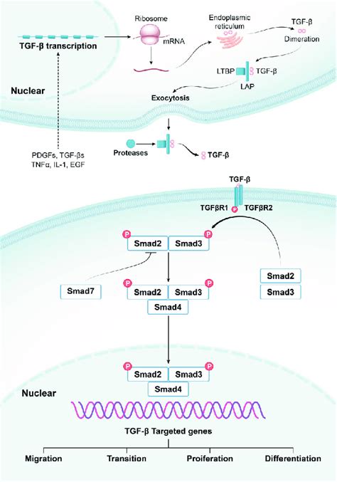 Overview of canonical TGF β Smad signaling pathway Various cytokines