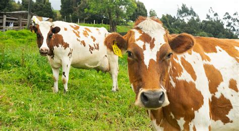 C Mo Afecta El Cobre A La Reproducci N De Los Bovinos Infortambo Andina