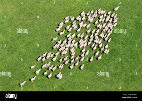 Aerial View Of A Herd Of Sheep Stock Photo Alamy