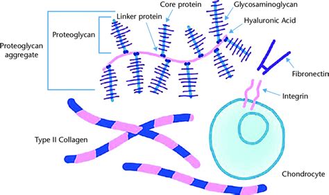 Components Of The Extracellular Matrix Ecm Source This Figure Is Is