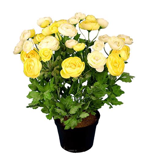 Renoncule Artificiel En Pot H 28 Cm 32 Fleurs Artificielles Lumineuses