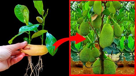 Amazing Idea Of Grafting Jackfruit Tree In Banana How To Propagate