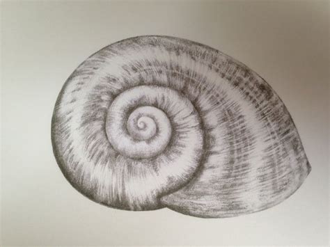 Pencil Drawing Of Seashells Google Monochrome Art Pencil