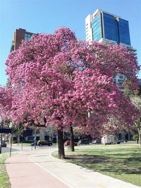 Caminando Buenos Aires Lapacho En Flor Lapacho En Flor Ja Flickr