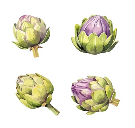 Premium Vector Artichoke Clipart Isolated Vector Illustration