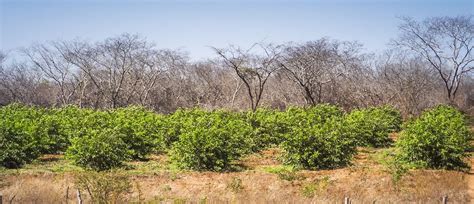 Agropecuária sustentável na Caatinga em 6 pontos Nexus Caatinga