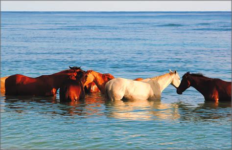 Swimming With Horses - cherl12345 (Tamara) Photo (41518607) - Fanpop