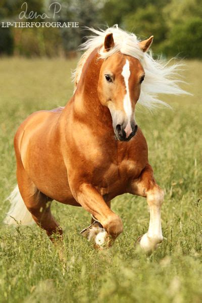 Haflinger Gestüt Meura Unsere Hengste Haflinger Horse Beautiful